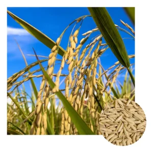 Paquete de semillas de arroz seco Iac 202 con 1 kg