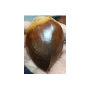 ZAPOTE COSTEÑO