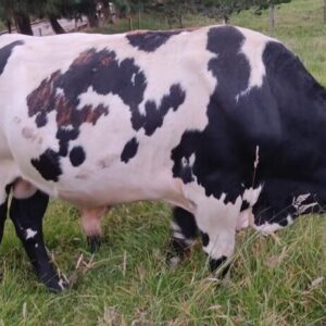 Novillo Gordo
