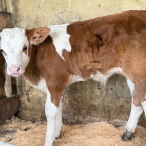 MACHO SIMMENTAL REGISTRADO